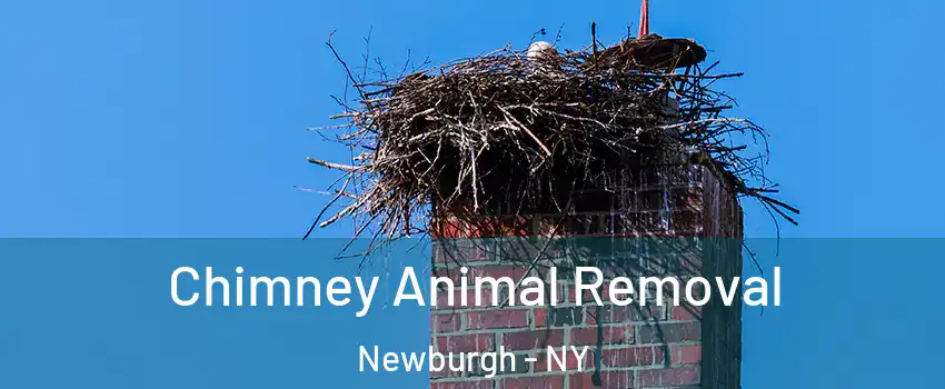  Chimney Animal Removal Newburgh - NY