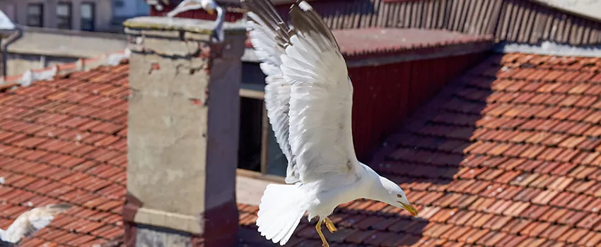 Residential Chimney Animal Removal Solution in Newburgh, NY