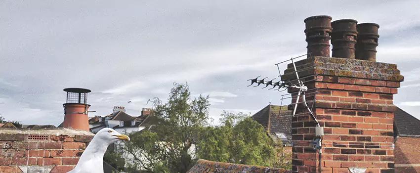 Chimney Cleaning And Restoration in Newburgh, New York